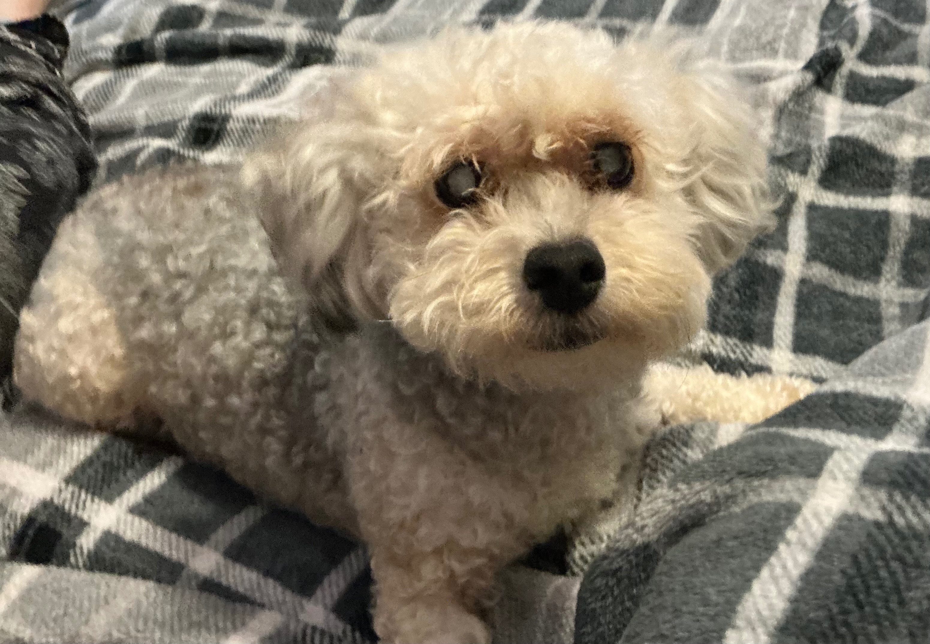 Support Raven's Urgent Surgery campaign photo, 5 of 8