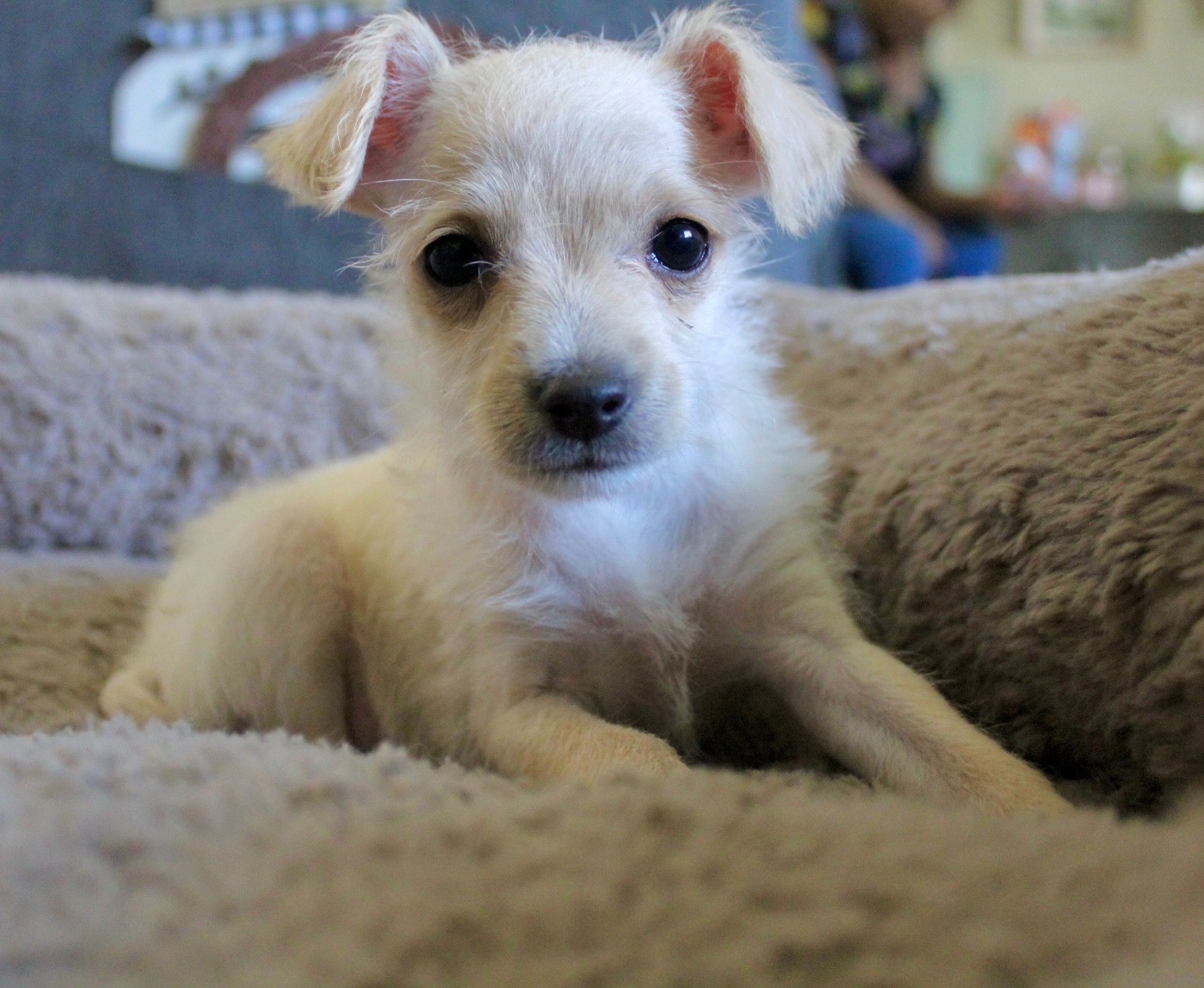 SoCal Animal Rescue New Kennel campaign photo, 2 of 8