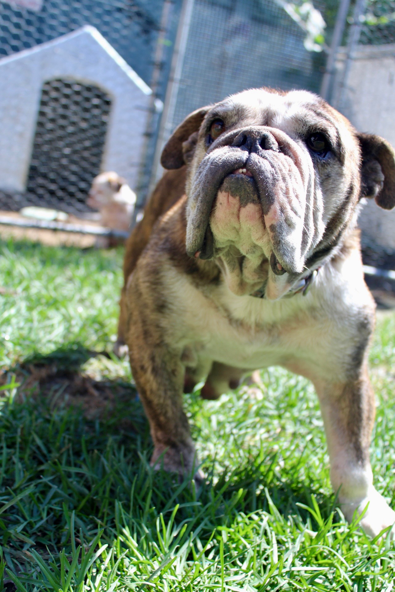 SoCal Animal Rescue New Kennel campaign photo, 4 of 8