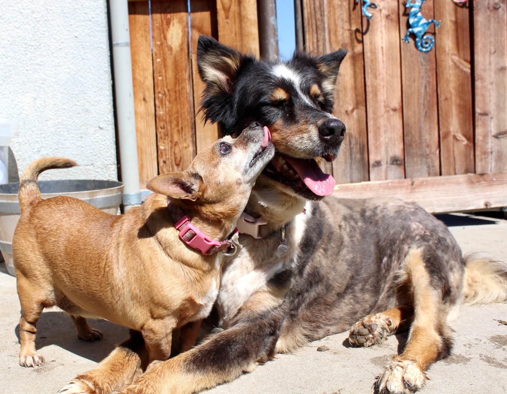 SoCal Animal Rescue New Kennel campaign photo, 6 of 8