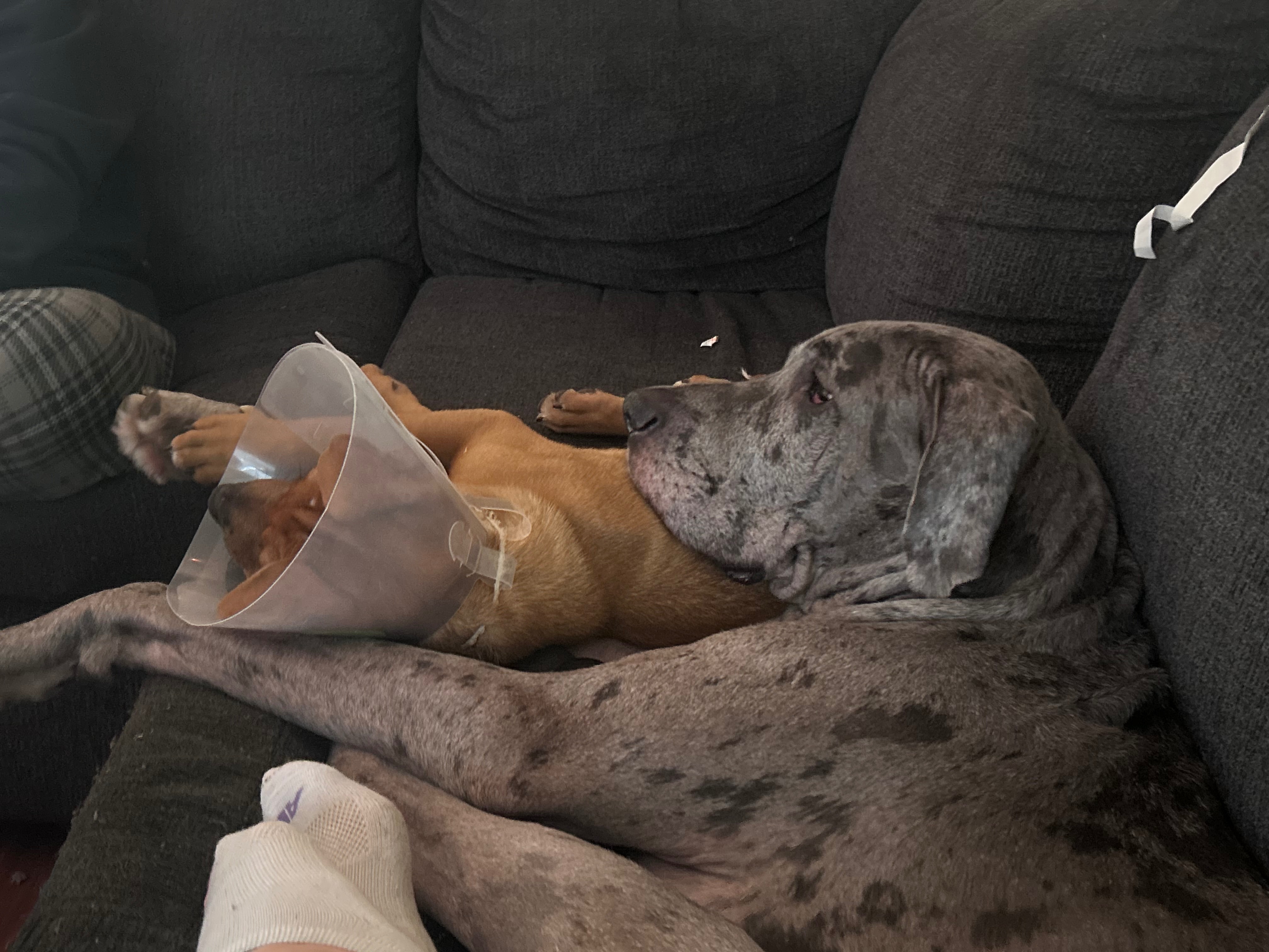 Urgent Surgery for Thor: Aid Chase and Max campaign photo, 4 of 5