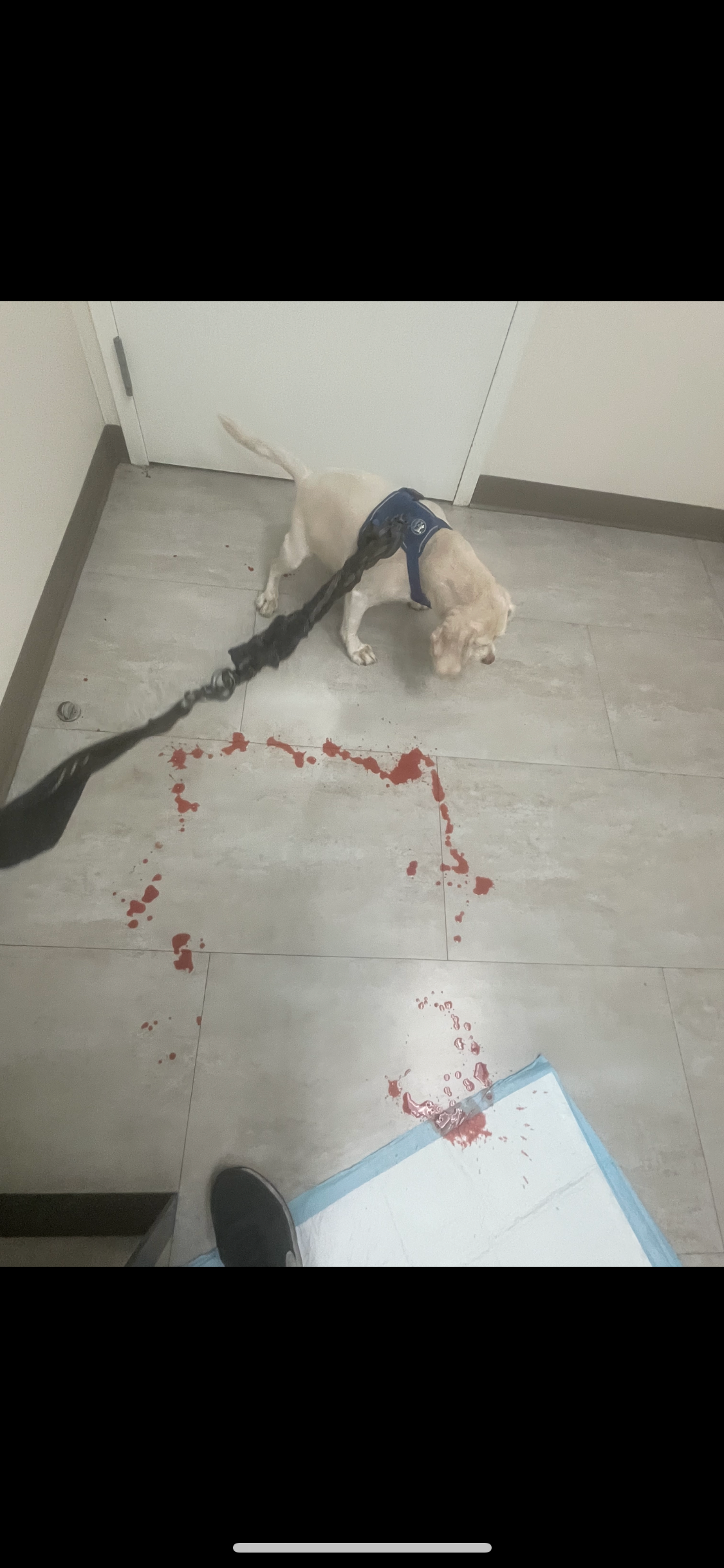 Help Milo Walk Again: Urgent Surgery Needed campaign photo, 6 of 7