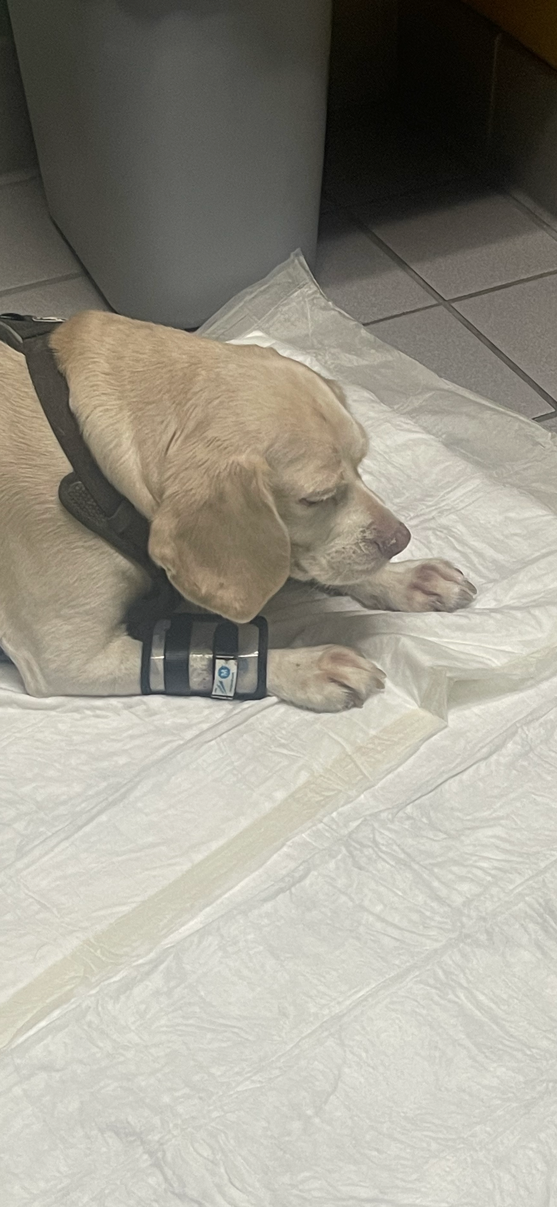 Help Milo Walk Again: Urgent Surgery Needed campaign photo, 2 of 7