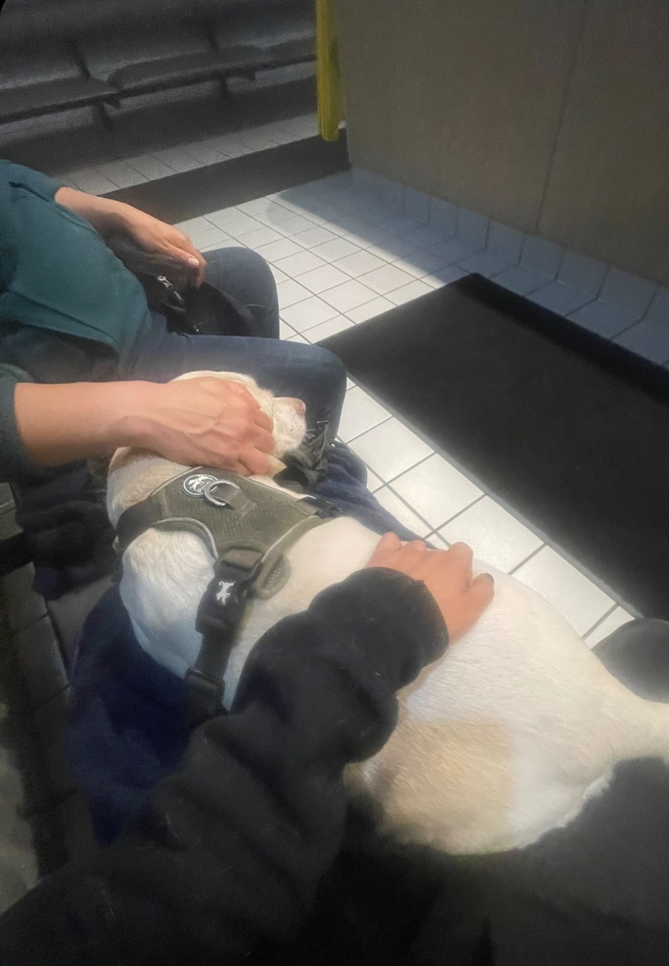 Help Milo Walk Again: Urgent Surgery Needed campaign photo, 4 of 7
