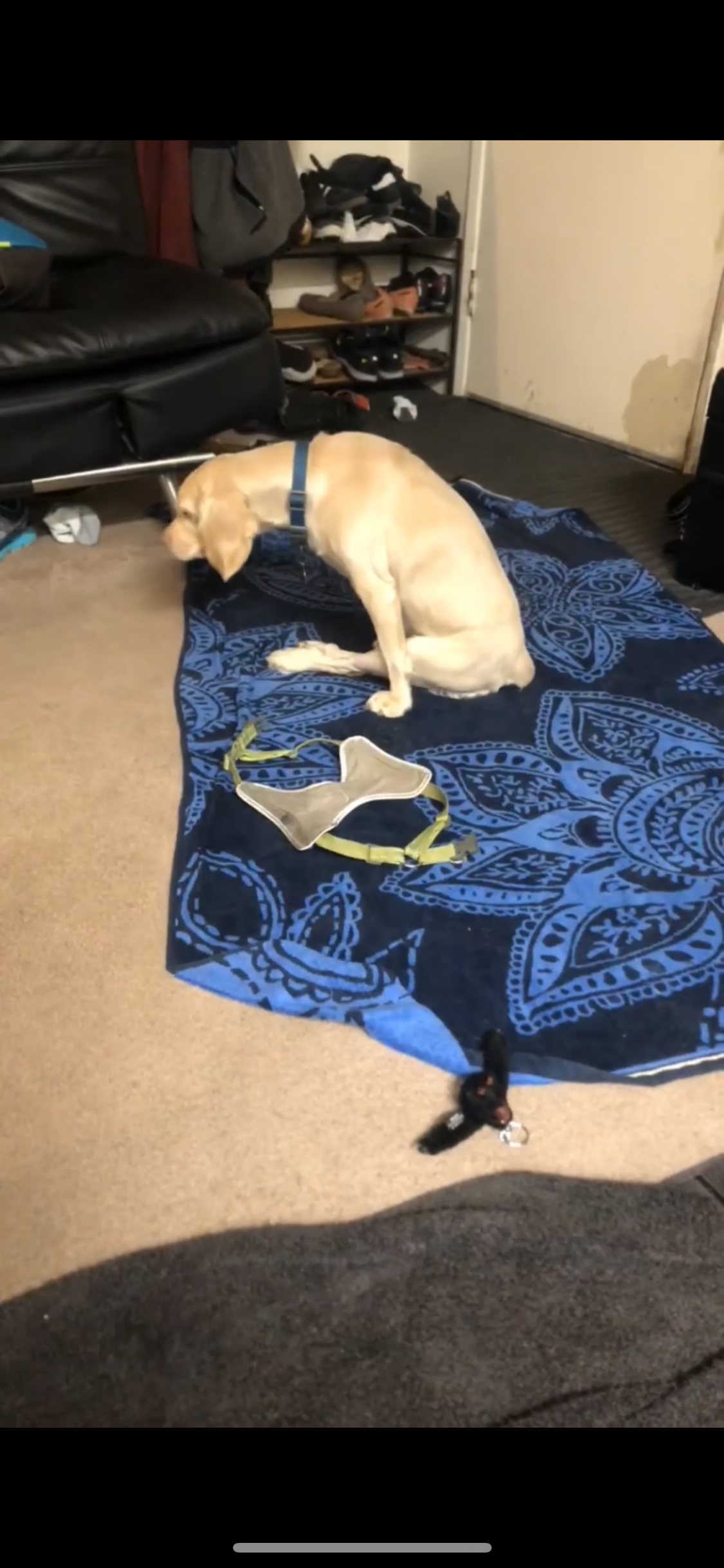 Help Milo Walk Again: Urgent Surgery Needed campaign photo, 5 of 7