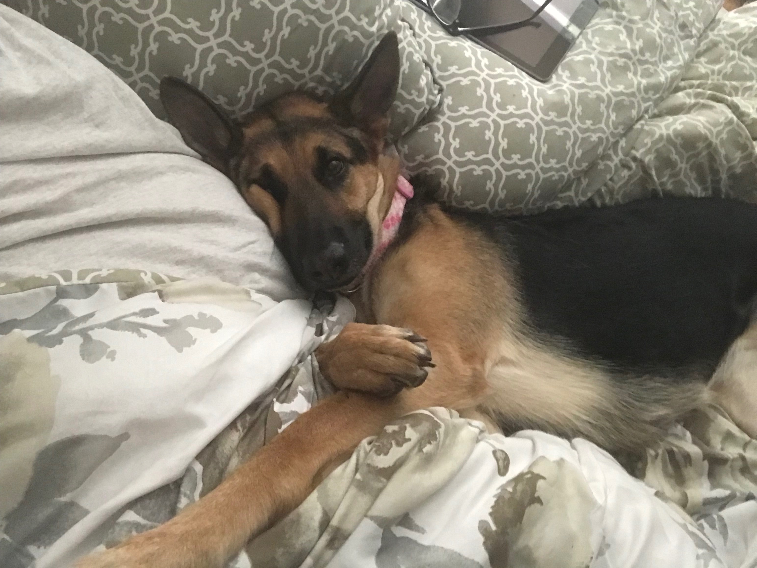 Help with June’s vet bill campaign photo, 5 of 6