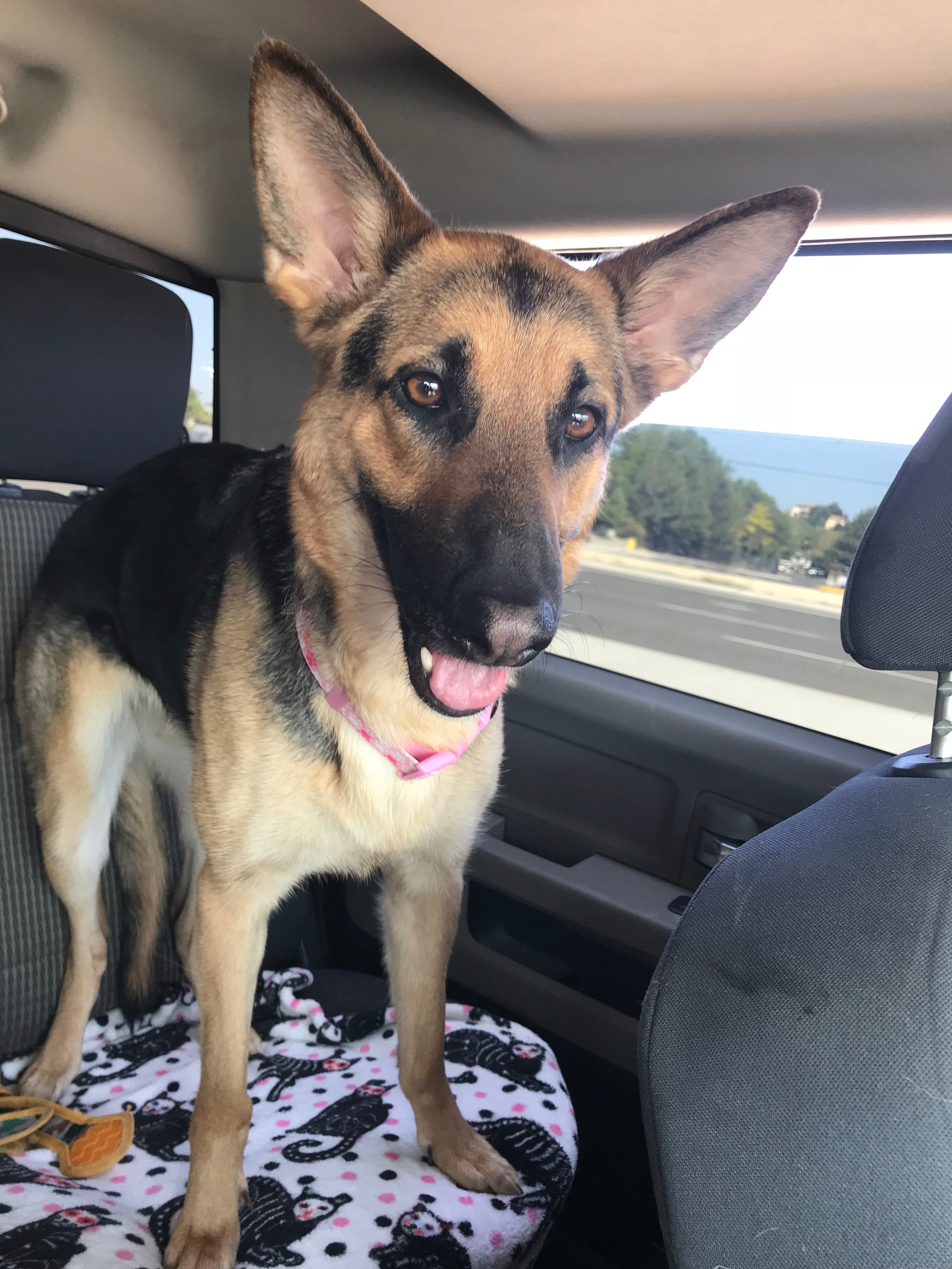 Help with June’s vet bill campaign photo, 2 of 6