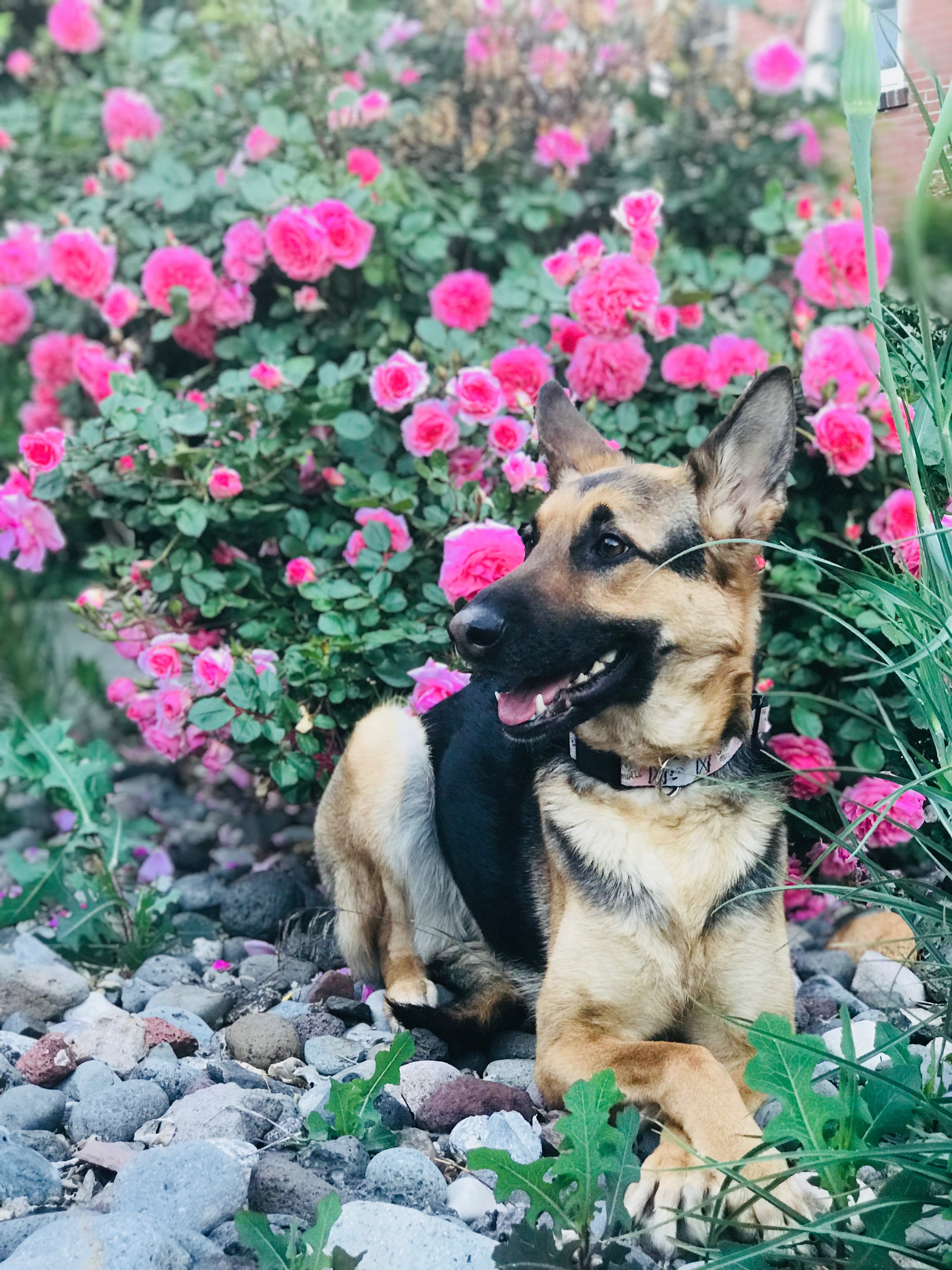 Help with June’s vet bill campaign photo, 4 of 6