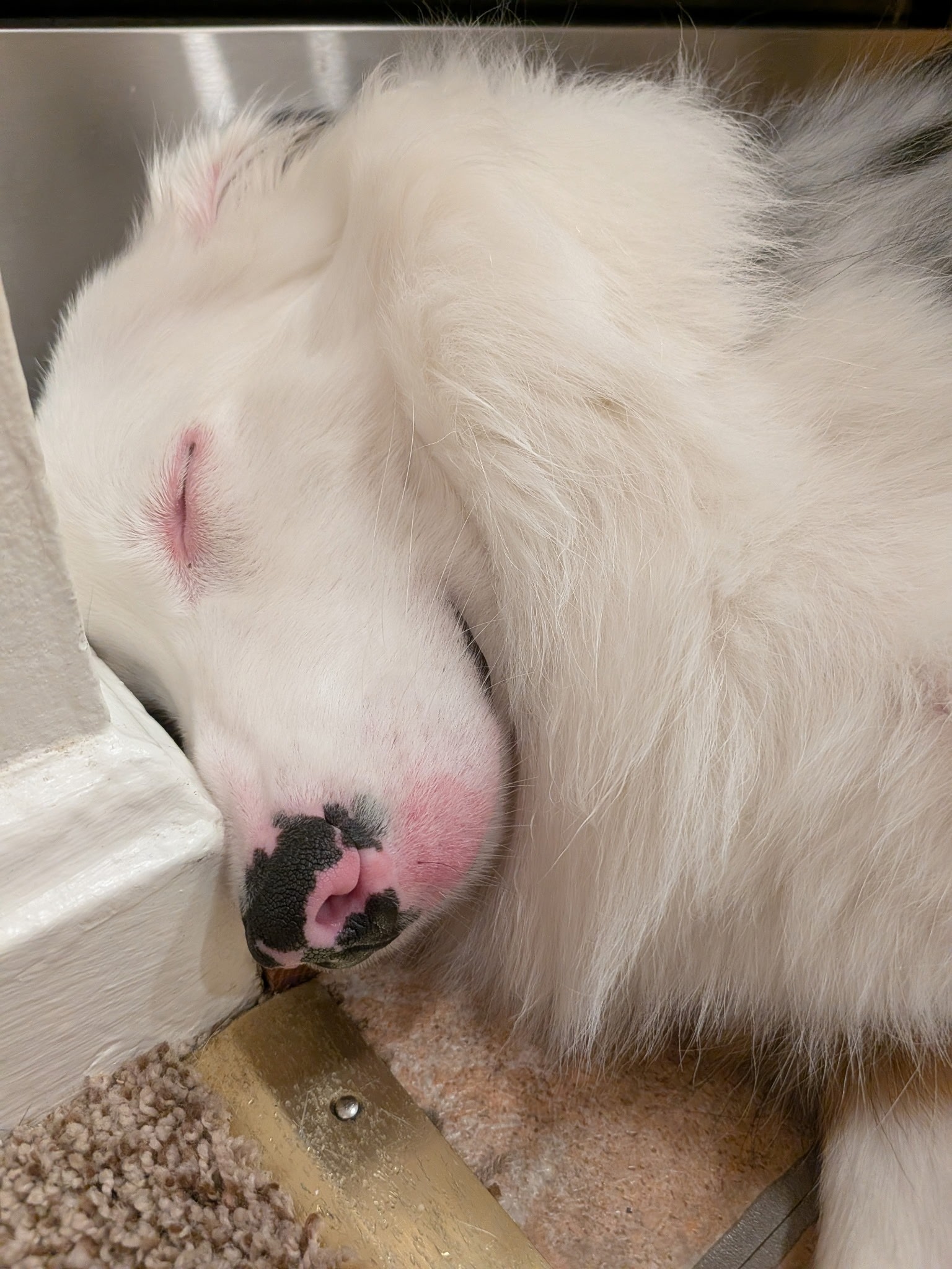 Sick Puppy In Need campaign photo, 4 of 5