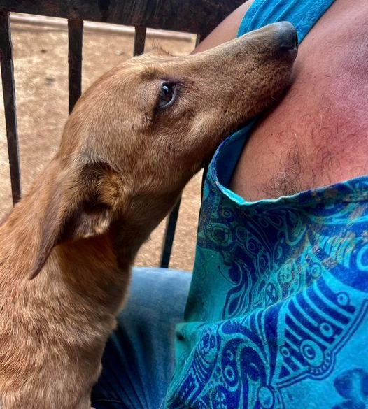 Build a New Refuge for Rescue Dogs Who Are Losing Their Home campaign photo, 2 of 8