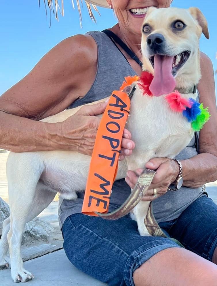 Build a New Refuge for Rescue Dogs Who Are Losing Their Home campaign photo, 4 of 8