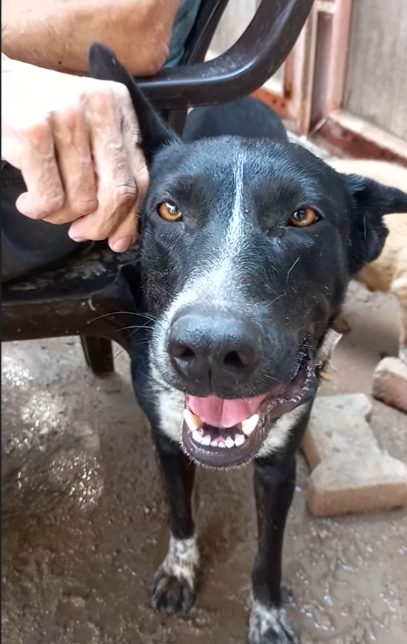 Build a New Refuge for Rescue Dogs Who Are Losing Their Home campaign photo, 6 of 8