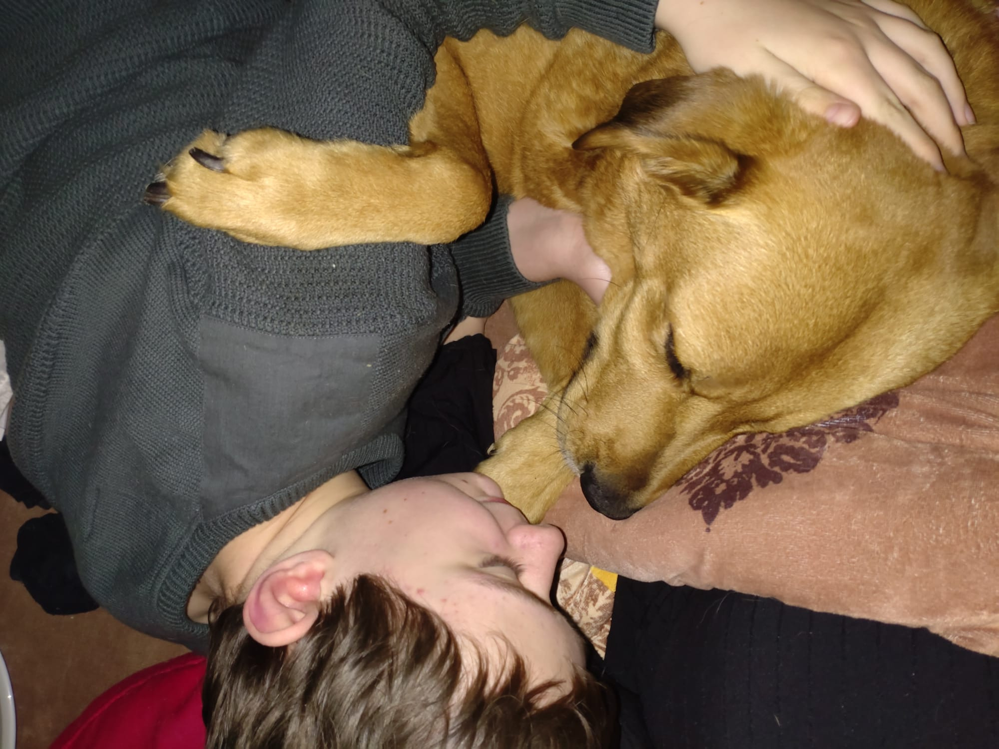 Therapiehund in Lebensgefahr! campaign photo, 2 of 6