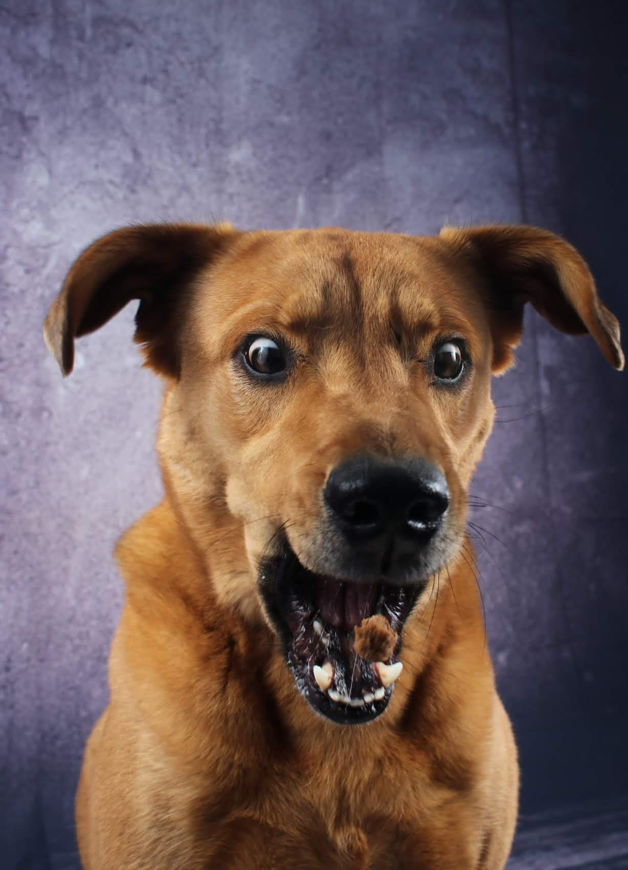 Therapiehund in Lebensgefahr! campaign photo, 4 of 6