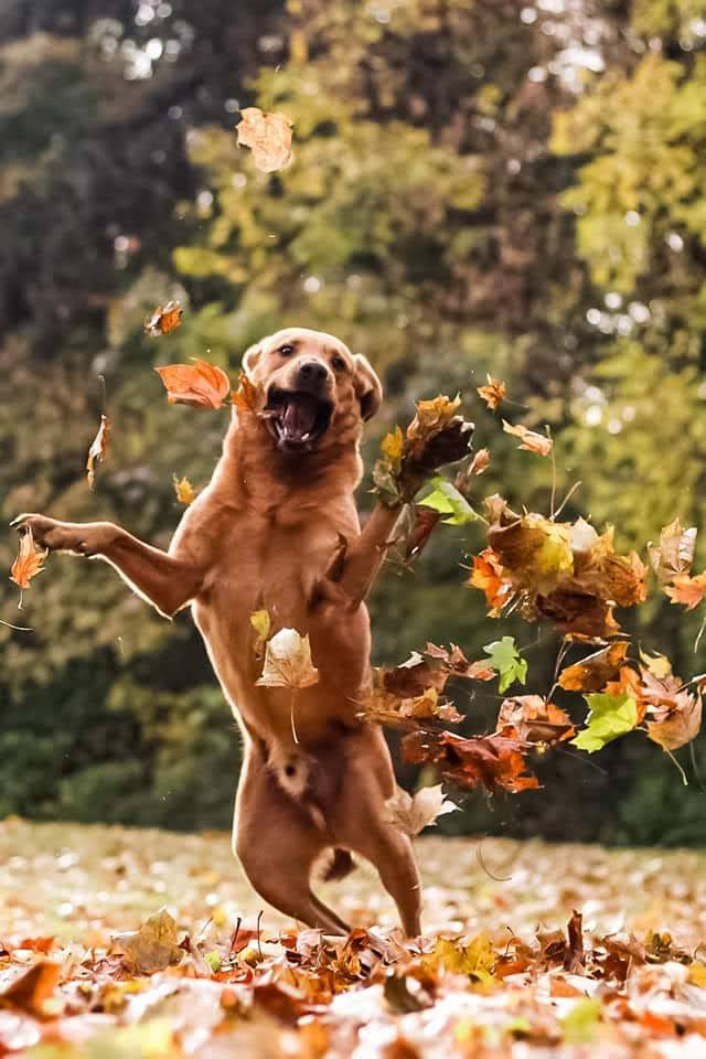 Therapiehund in Lebensgefahr! campaign photo, 5 of 6