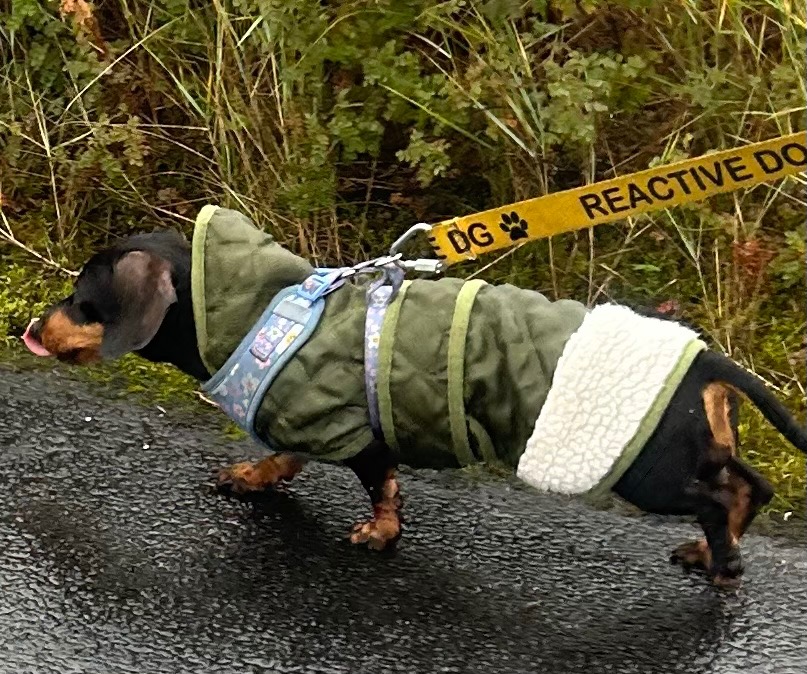 Please donate towards cost of Olive & Bagel’s Spey campaign photo, 6 of 7
