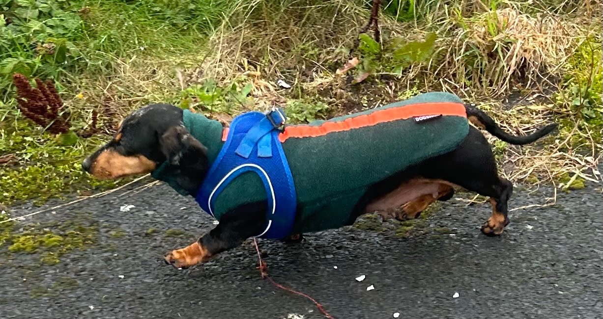 Please donate towards cost of Olive & Bagel’s Spey campaign photo, 2 of 7