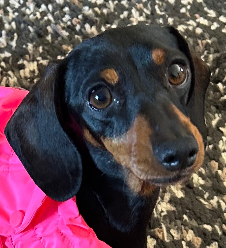Please donate towards cost of Olive & Bagel’s Spey campaign photo, 5 of 7