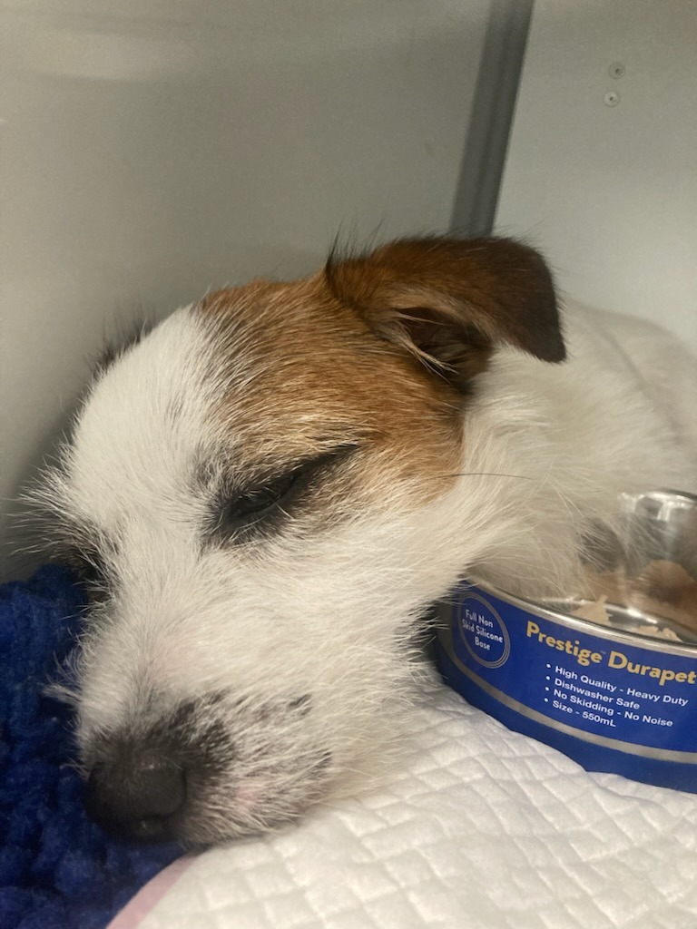 Otis' surgery campaign photo, 2 of 7