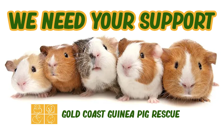 Help Us Improve Life for 180 Rescued Guinea Pigs campaign photo, 7 of 8