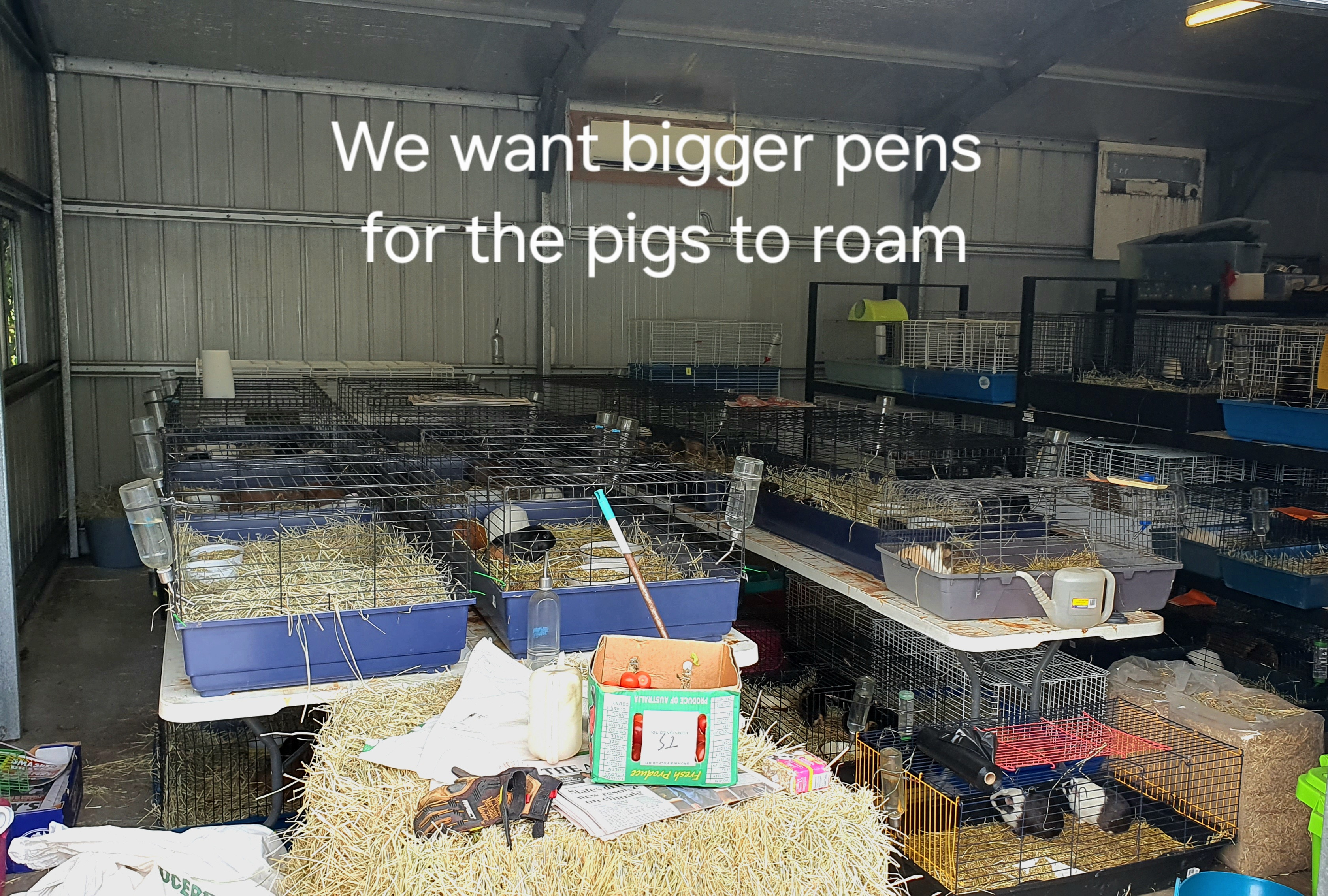 Help Us Improve Life for 180 Rescued Guinea Pigs campaign photo, 5 of 8