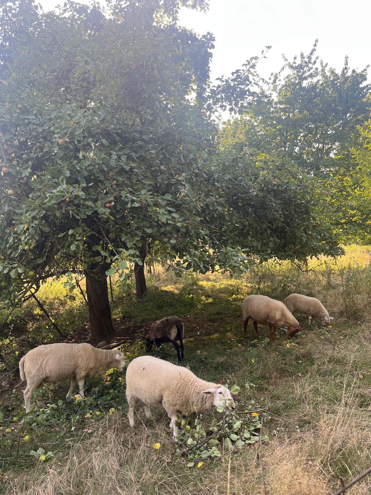 Rettung der Landwirtschaft campaign photo, 7 of 8