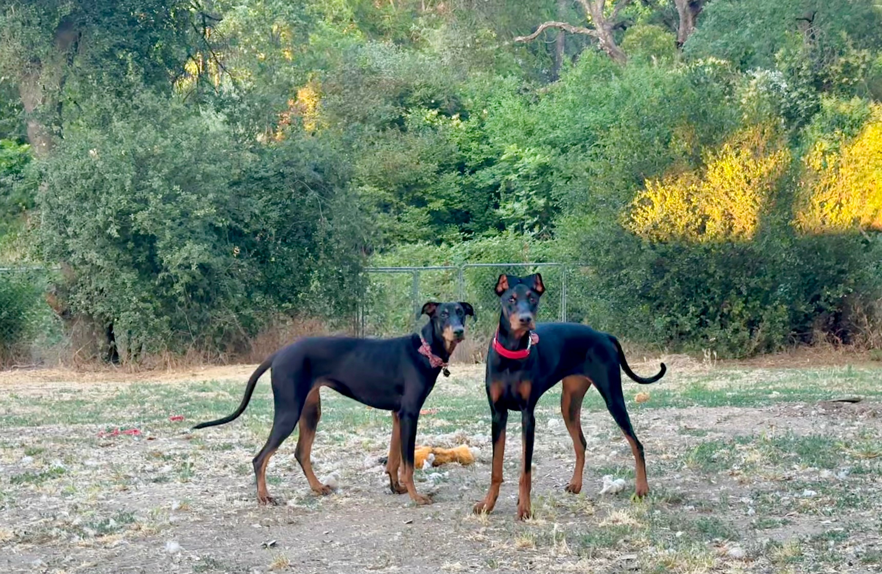 Help Our Sweet Doberman Rose Fight Kidney Disease campaign photo, 7 of 8