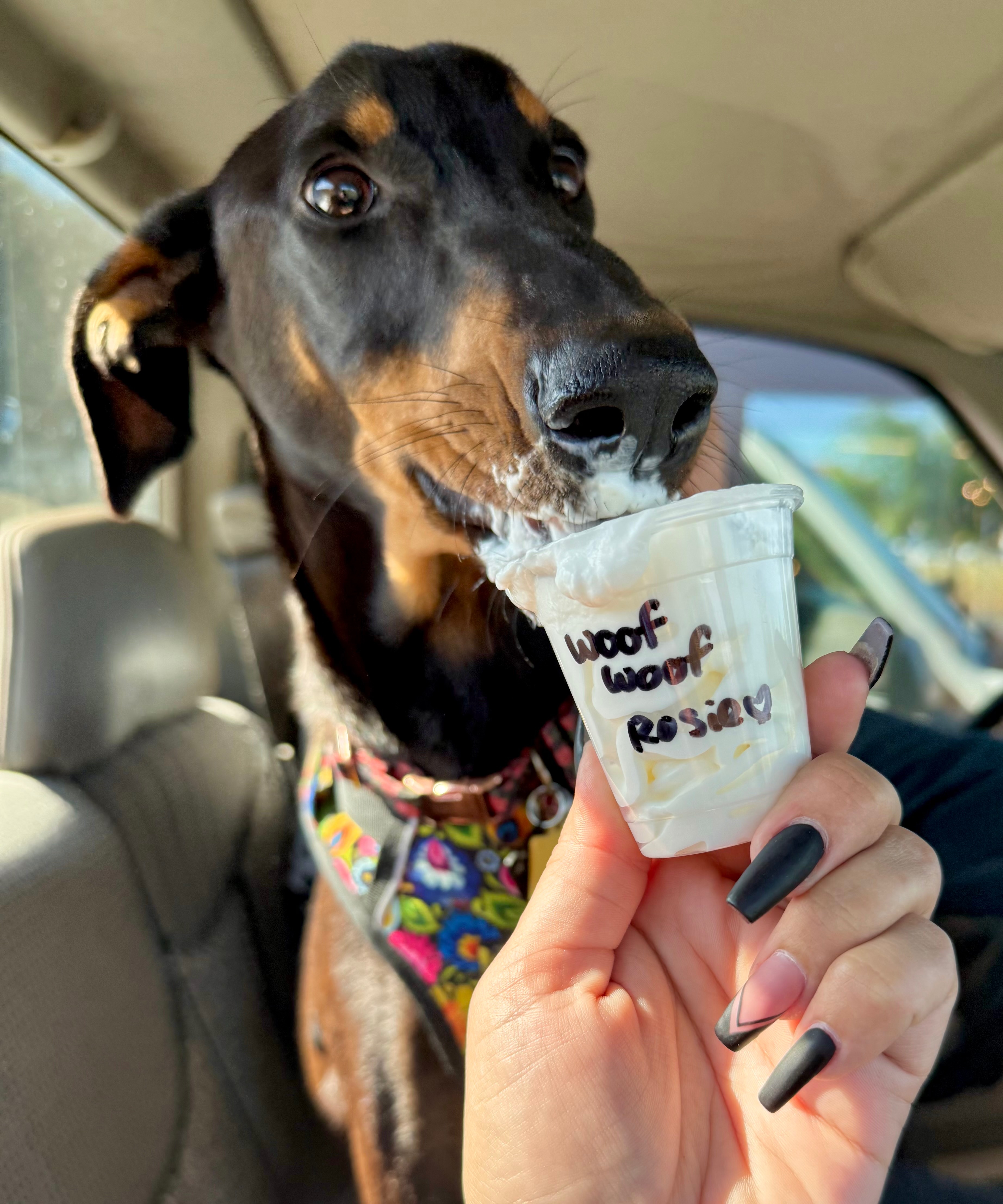 Help Our Sweet Doberman Rose Fight Kidney Disease campaign photo, 2 of 8