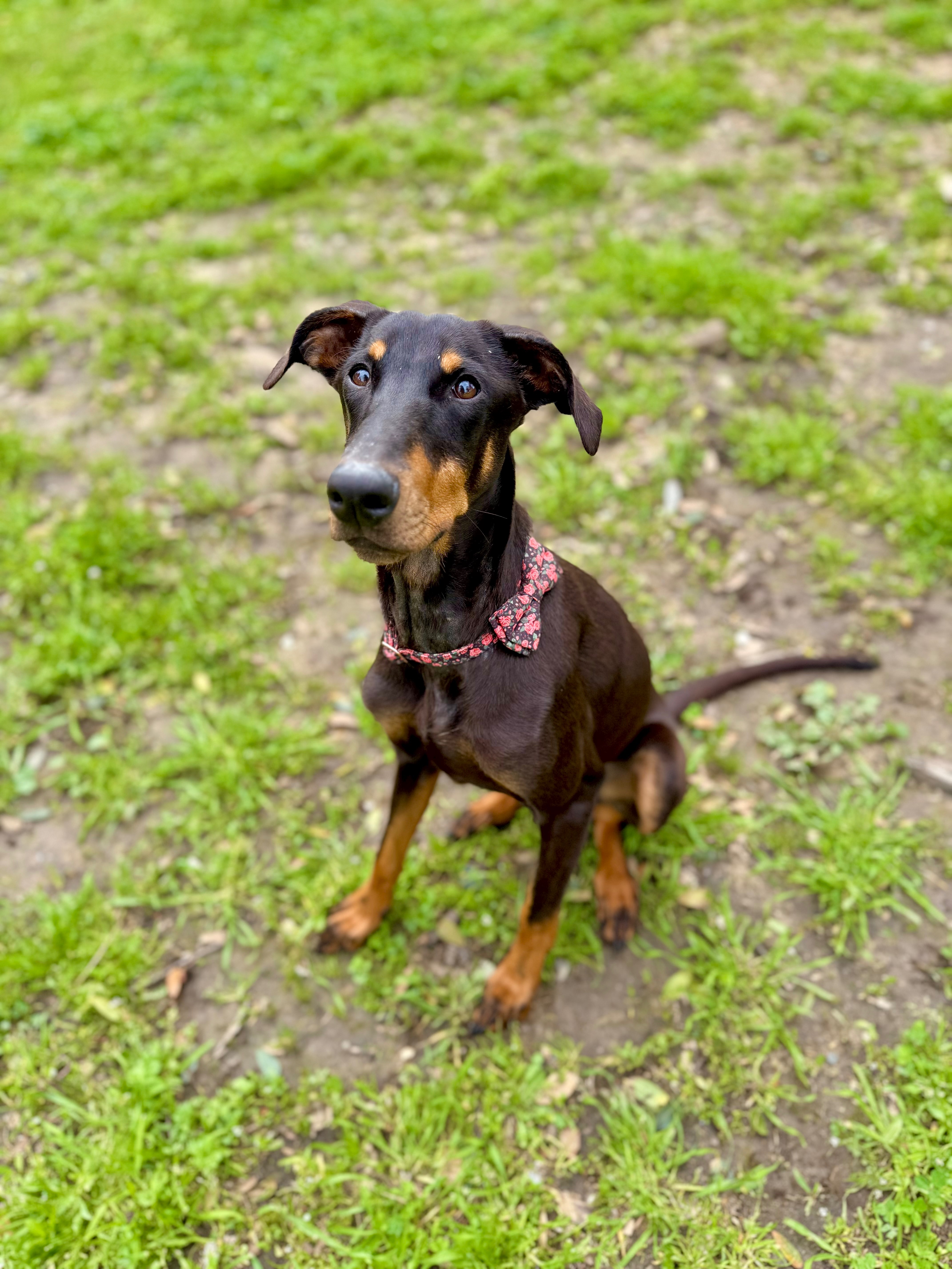 Help Our Sweet Doberman Rose Fight Kidney Disease campaign photo, 4 of 8