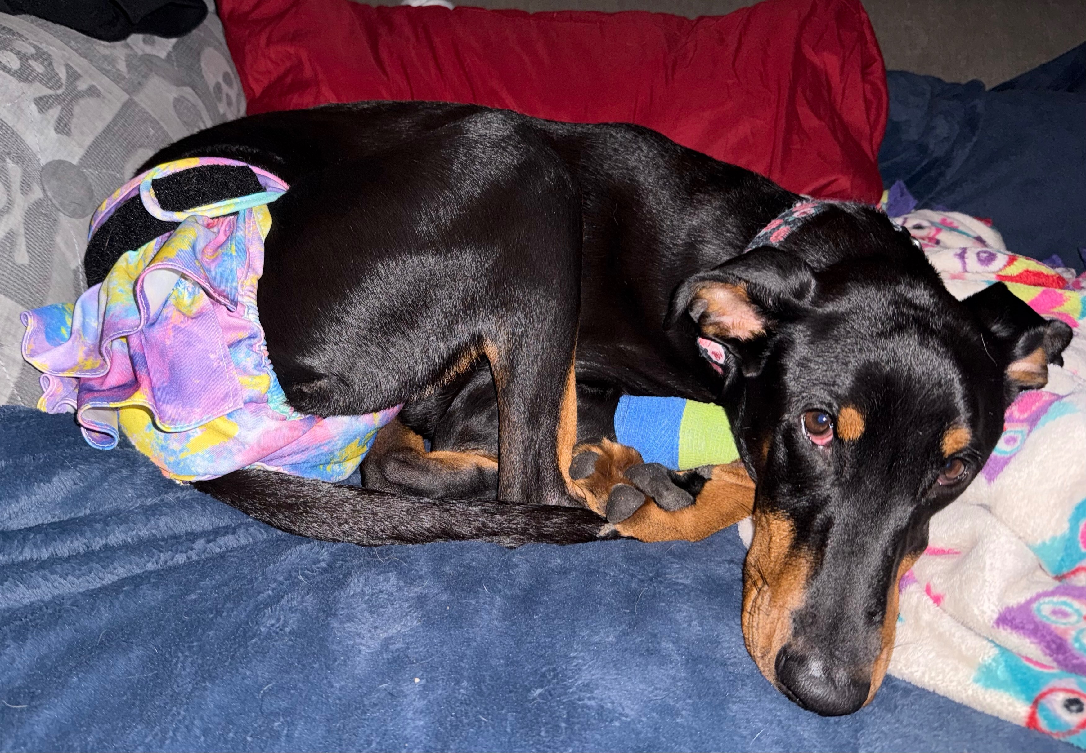 Help Our Sweet Doberman Rose Fight Kidney Disease campaign photo, 6 of 8
