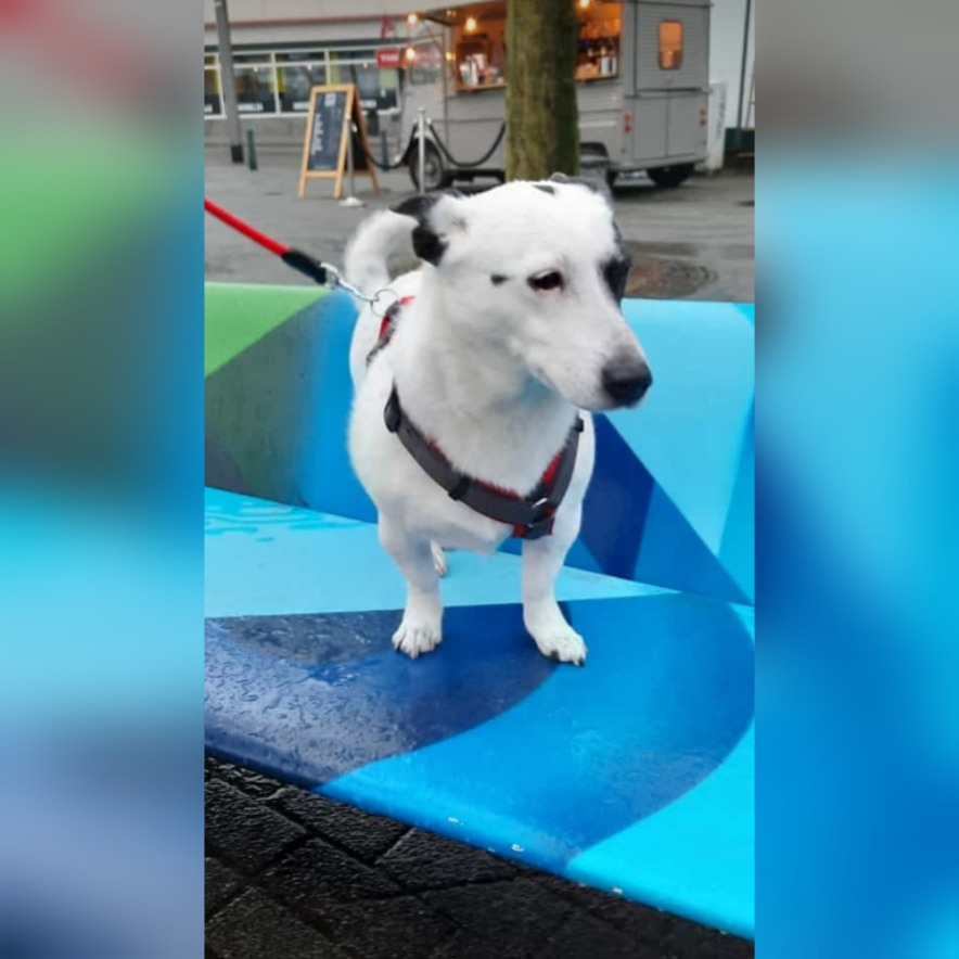 Einäscherung meines Seelenhundes campaign photo, 4 of 5