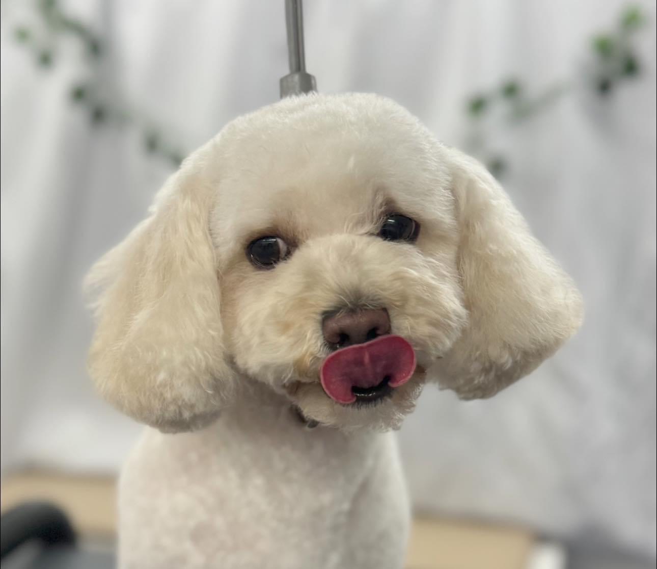 Support Milo's Urgent Surgeries campaign photo, 6 of 7