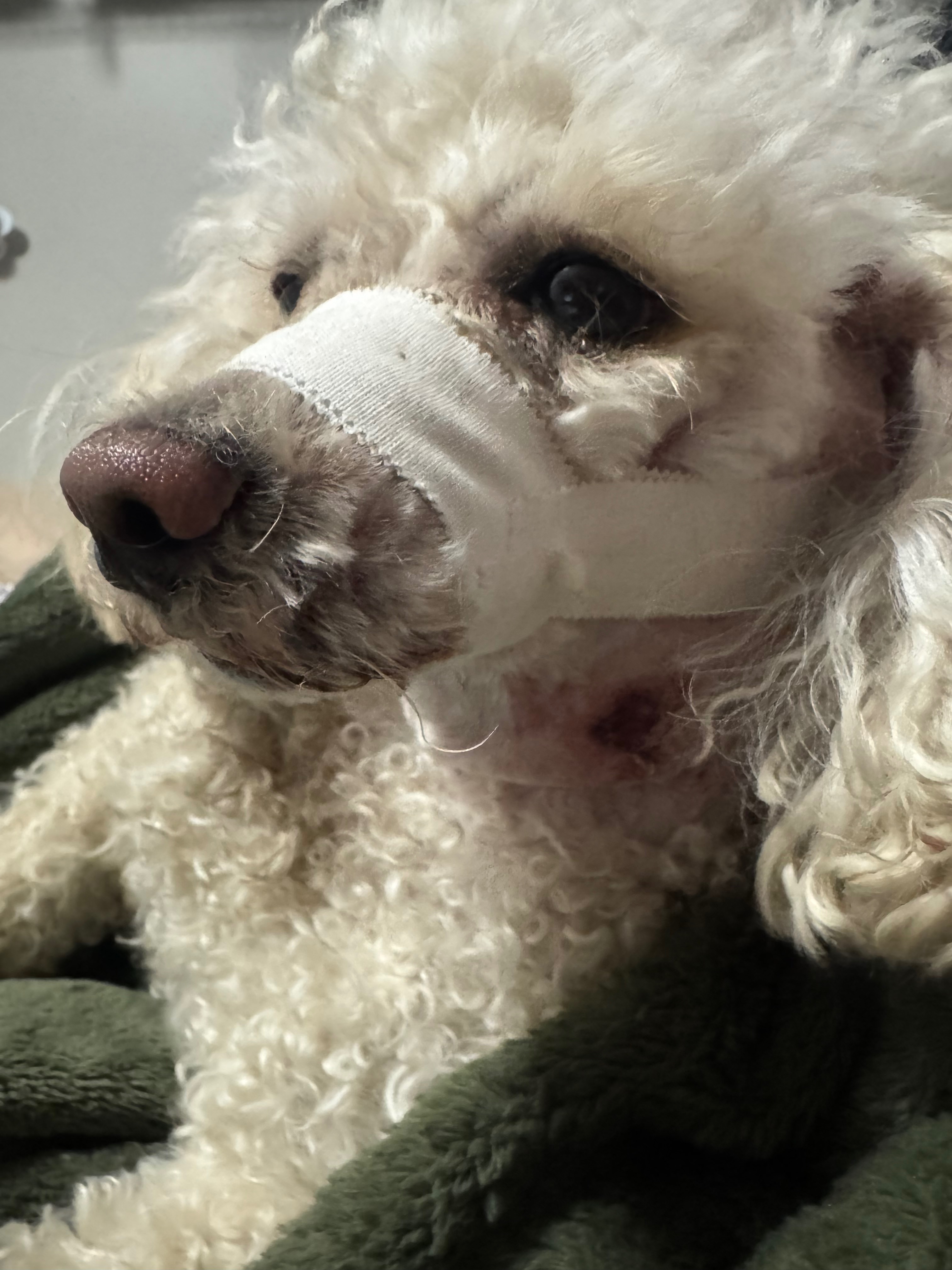 Support Milo's Urgent Surgeries campaign photo, 2 of 7