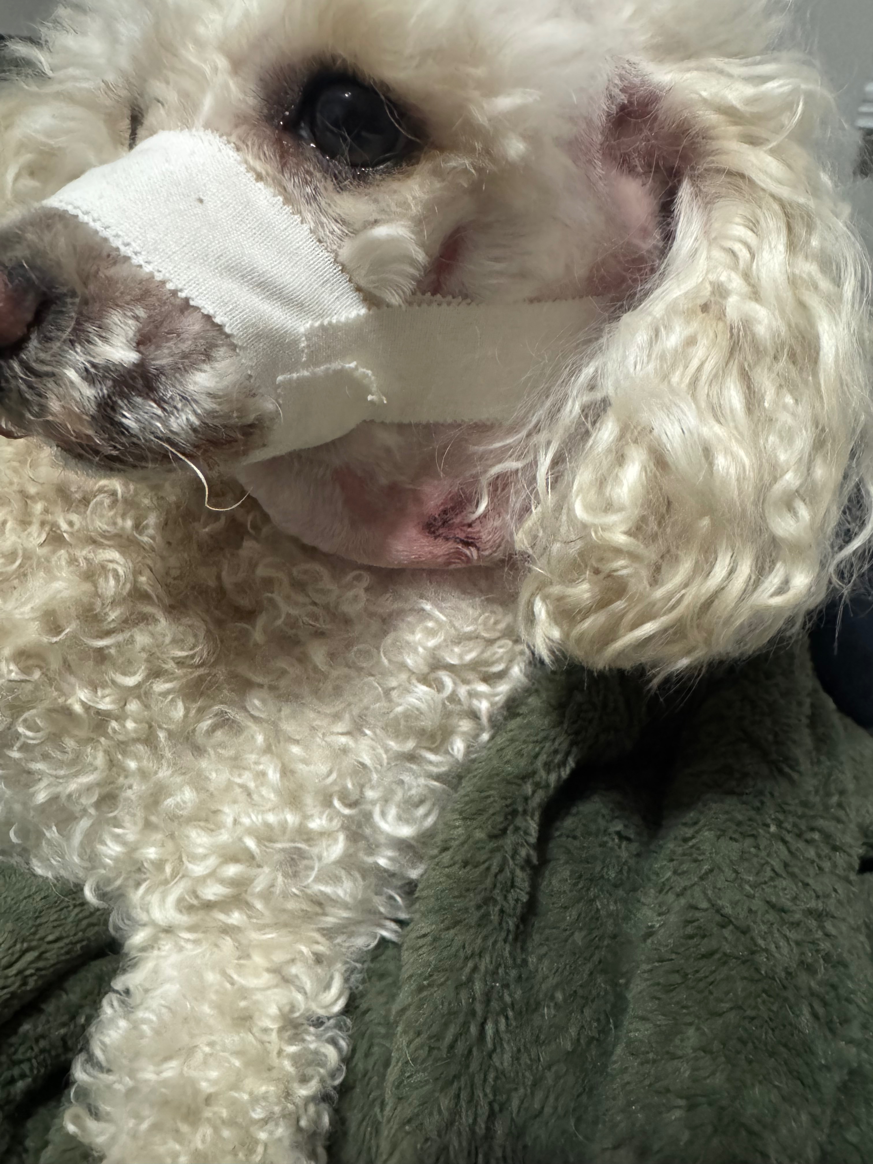 Support Milo's Urgent Surgeries campaign photo, 4 of 7