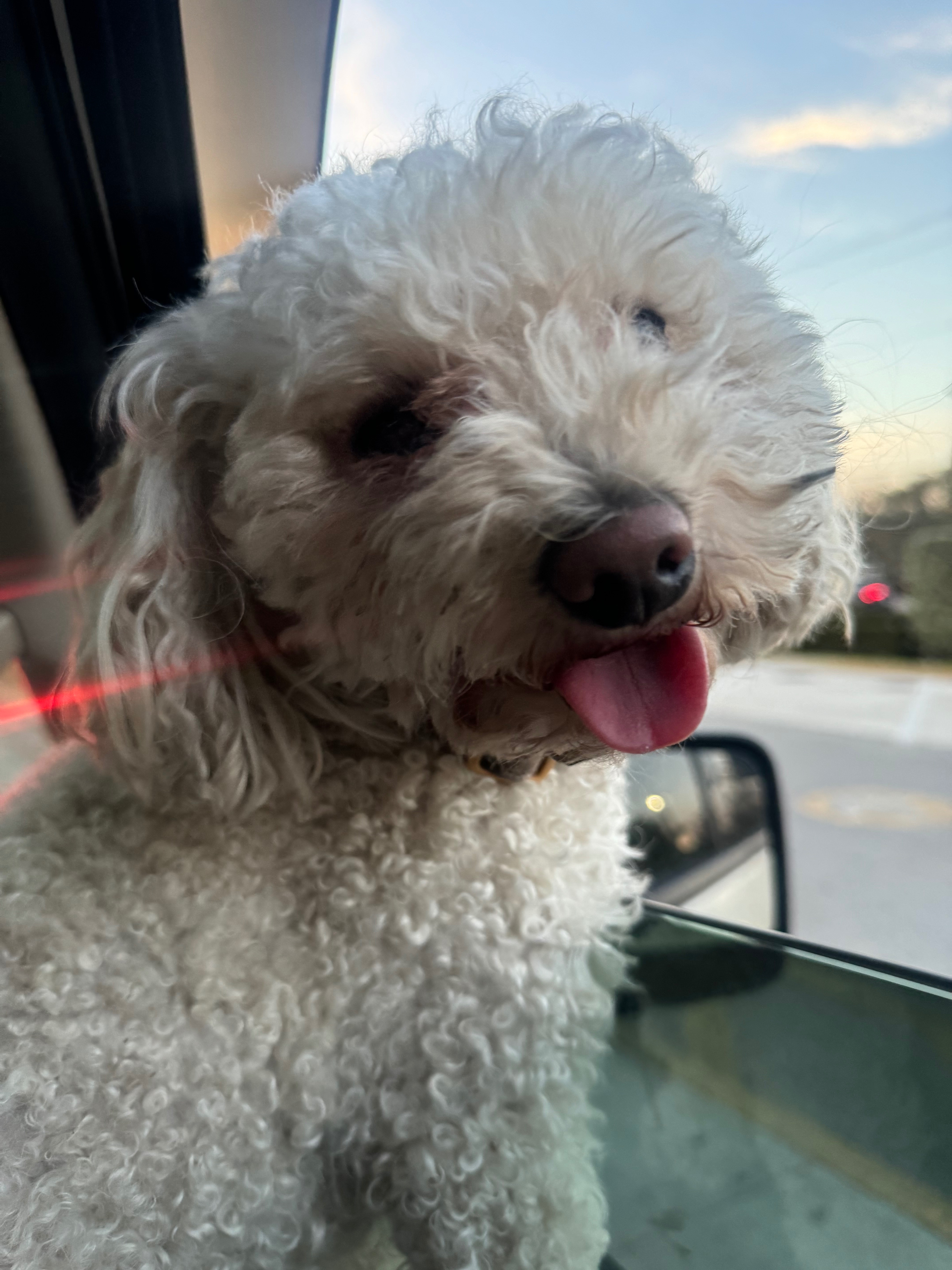 Support Milo's Urgent Surgeries campaign photo, 5 of 7