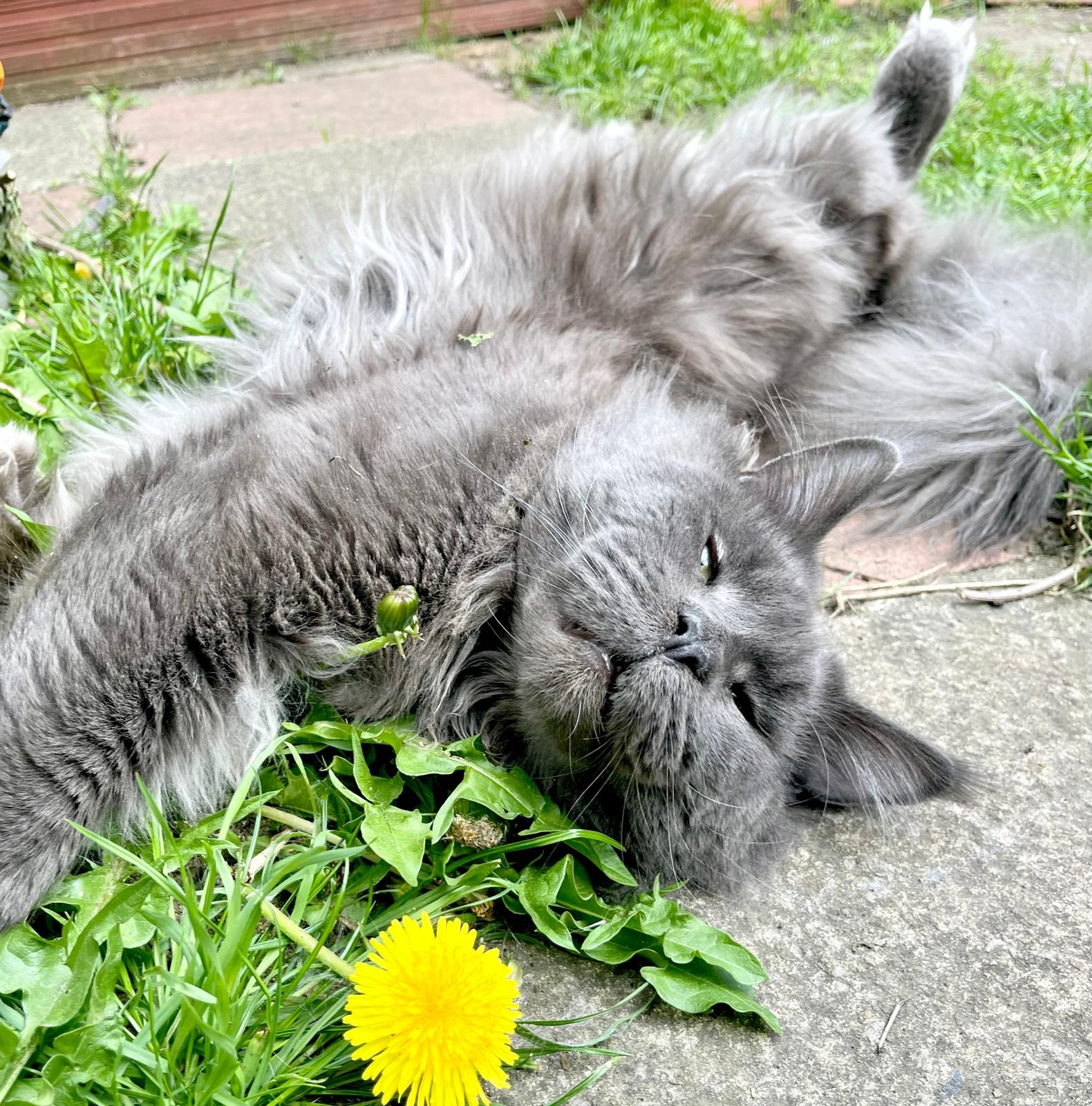 Help save maine coon boy campaign photo, 2 of 4