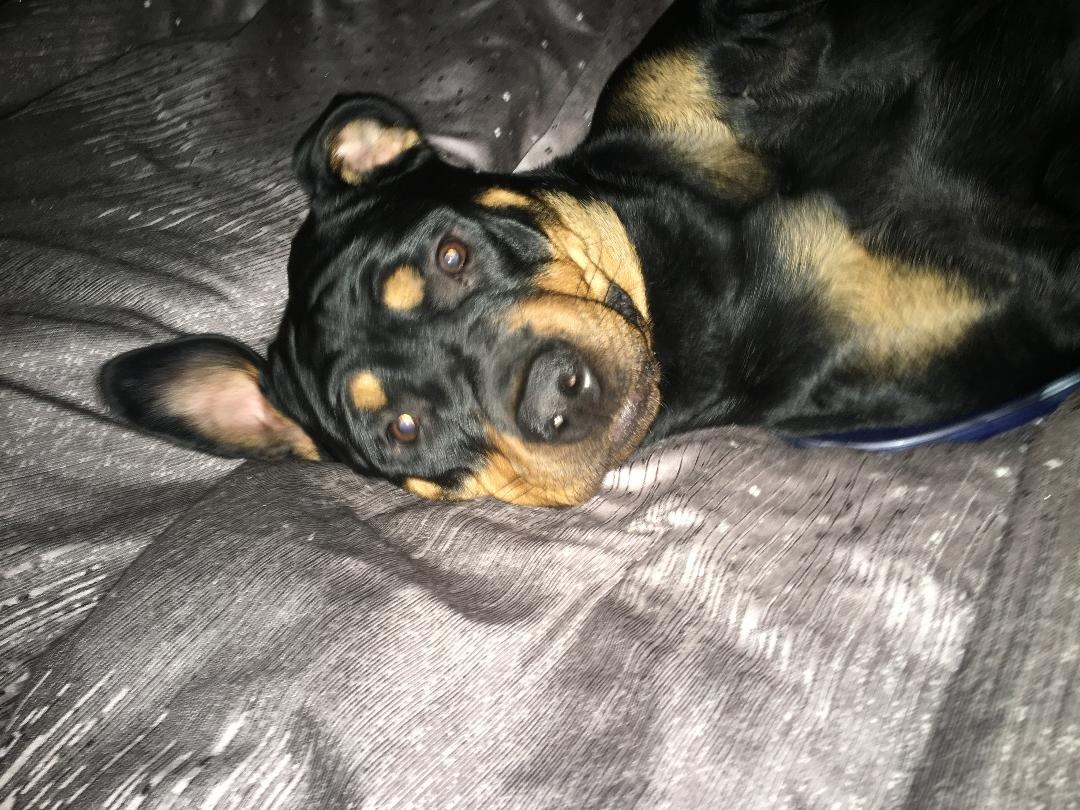 Surgery for Chloe "The Rottie" campaign photo, 4 of 5