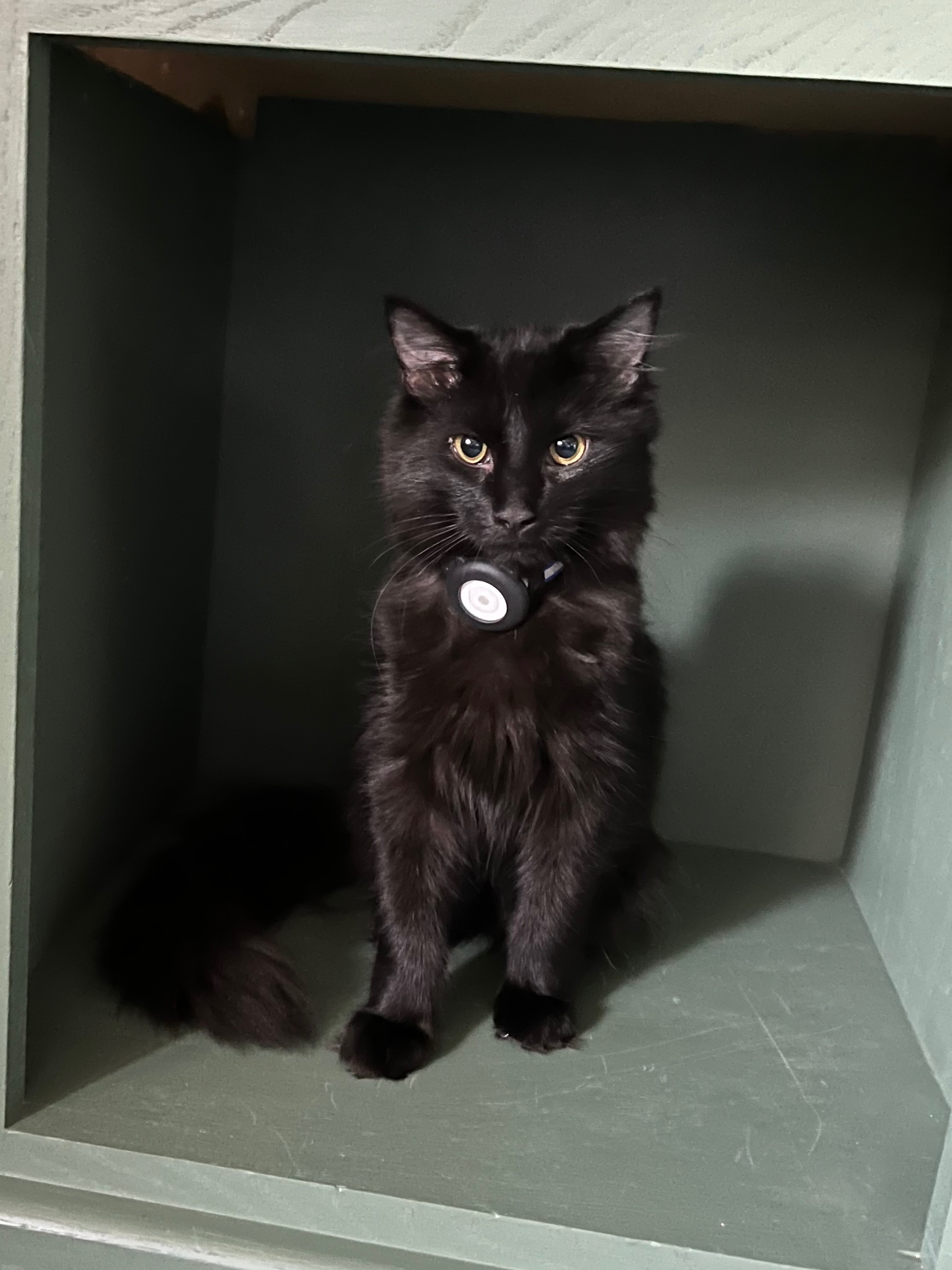 Help Bluey Beat FIP! campaign photo, 7 of 8