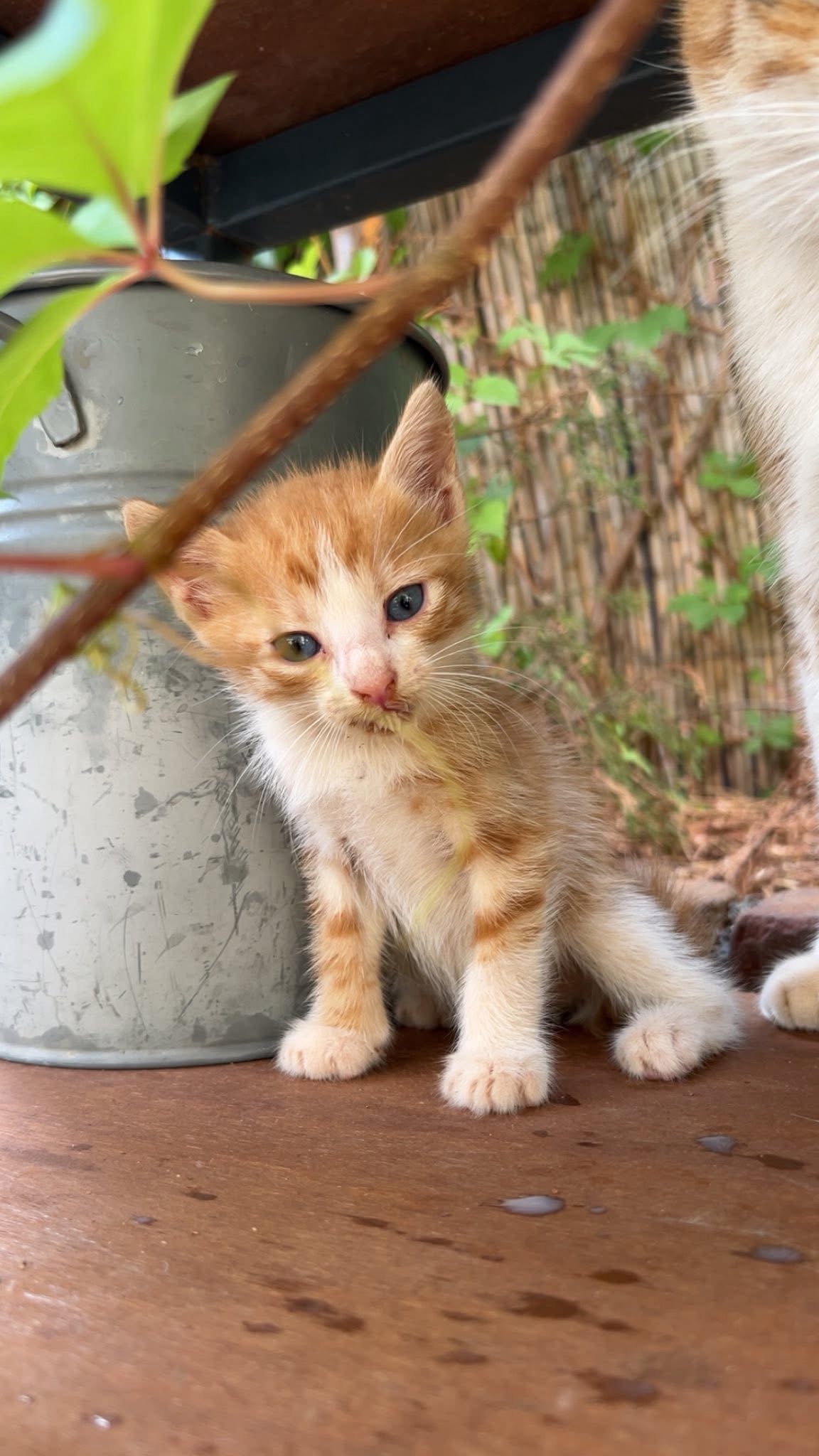 Urgent Winter Feeding Appeal - Feed A Friend campaign photo, 5 of 7
