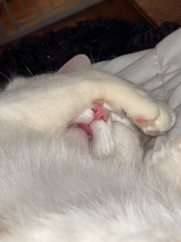 Help Save Winston from a Life-Threatening Blockage campaign photo, 7 of 8
