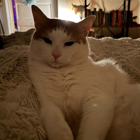 Help Save Winston from a Life-Threatening Blockage campaign photo, 6 of 8