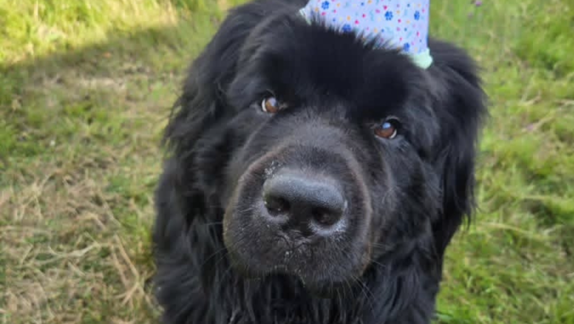 Sully Surgery Fundraiser by Alexandra Pennell : Help Sully Recover from Emergency Surgery