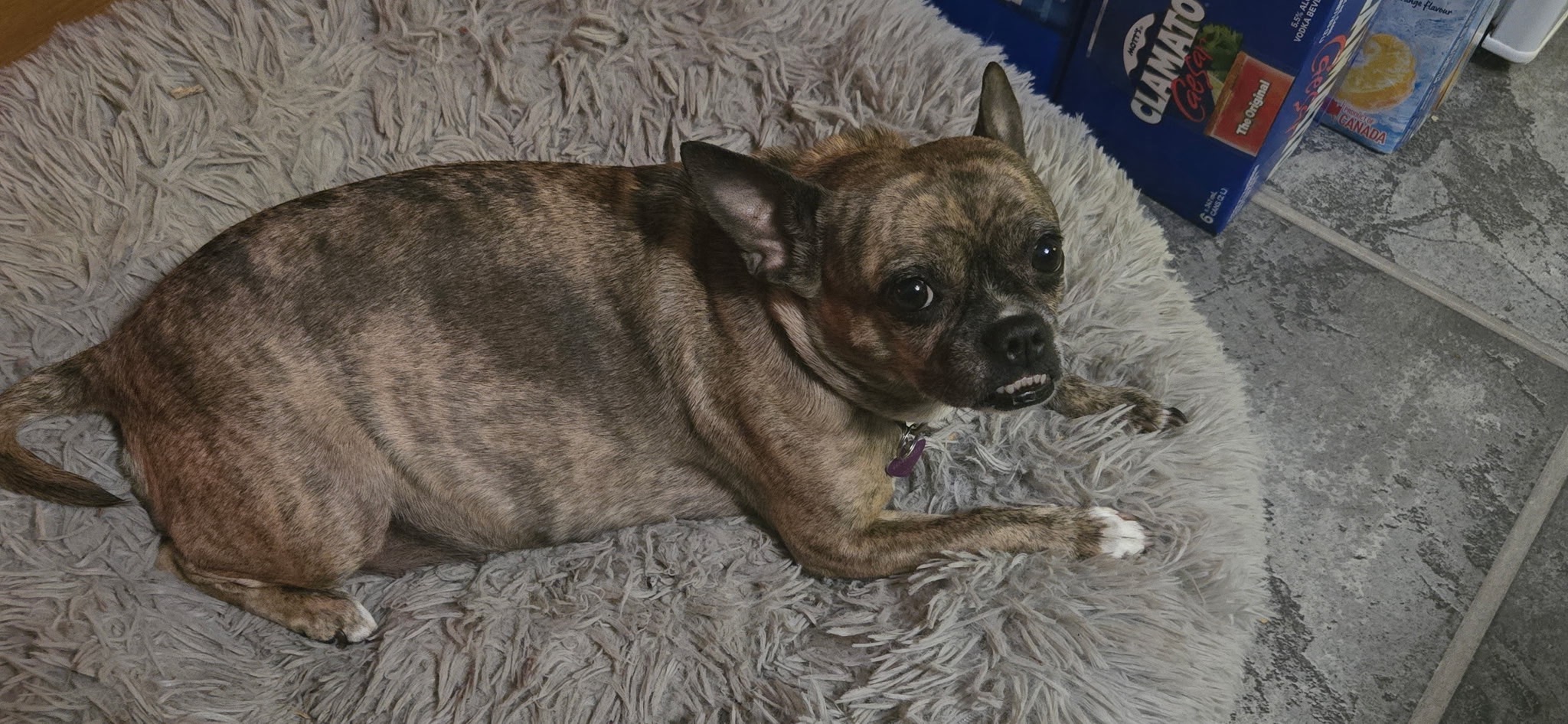 Our Sweet Fiona Needs Surgery to Heal campaign photo, 2 of 4