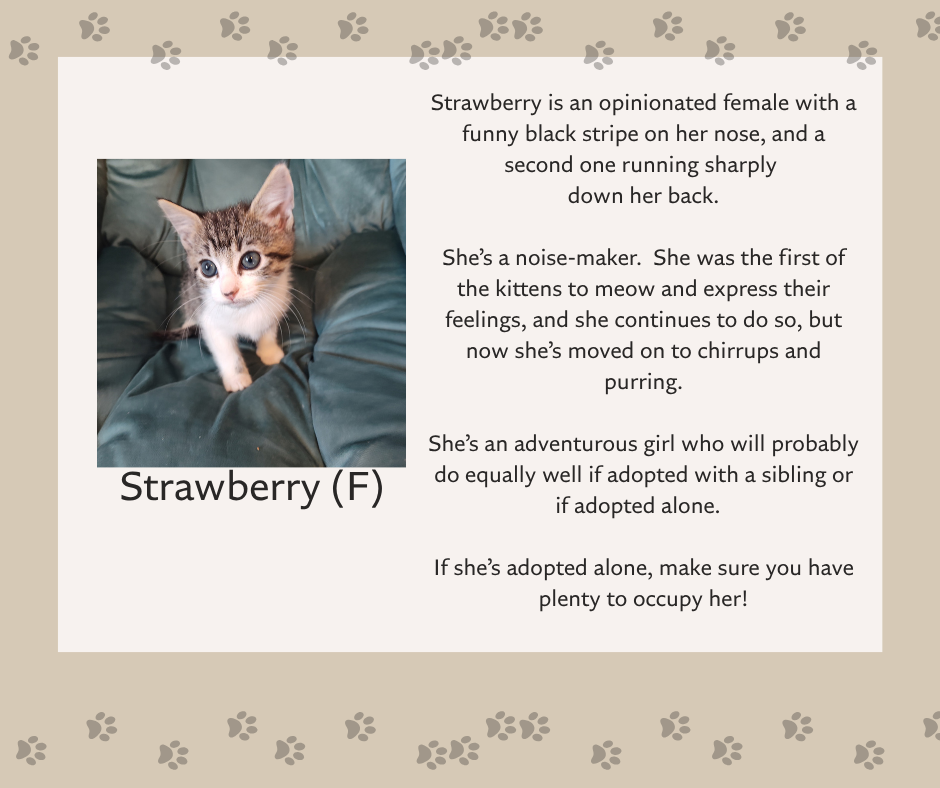 Help Pearl & Her Kittens Find Safe Homes campaign photo, 2 of 8