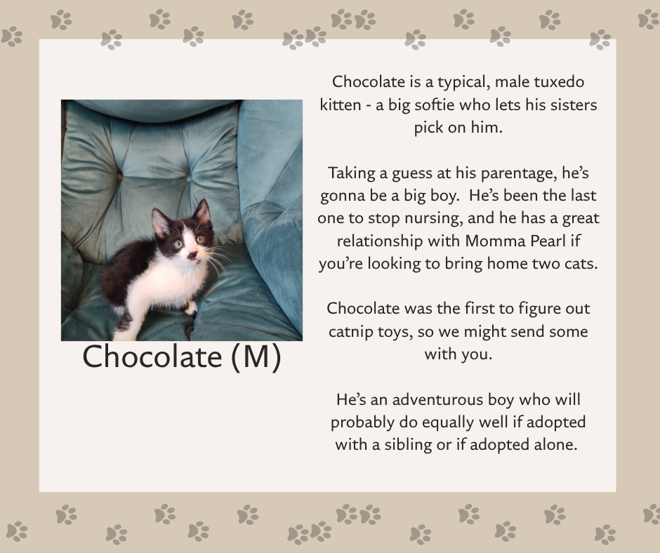 Help Pearl & Her Kittens Find Safe Homes campaign photo, 4 of 8