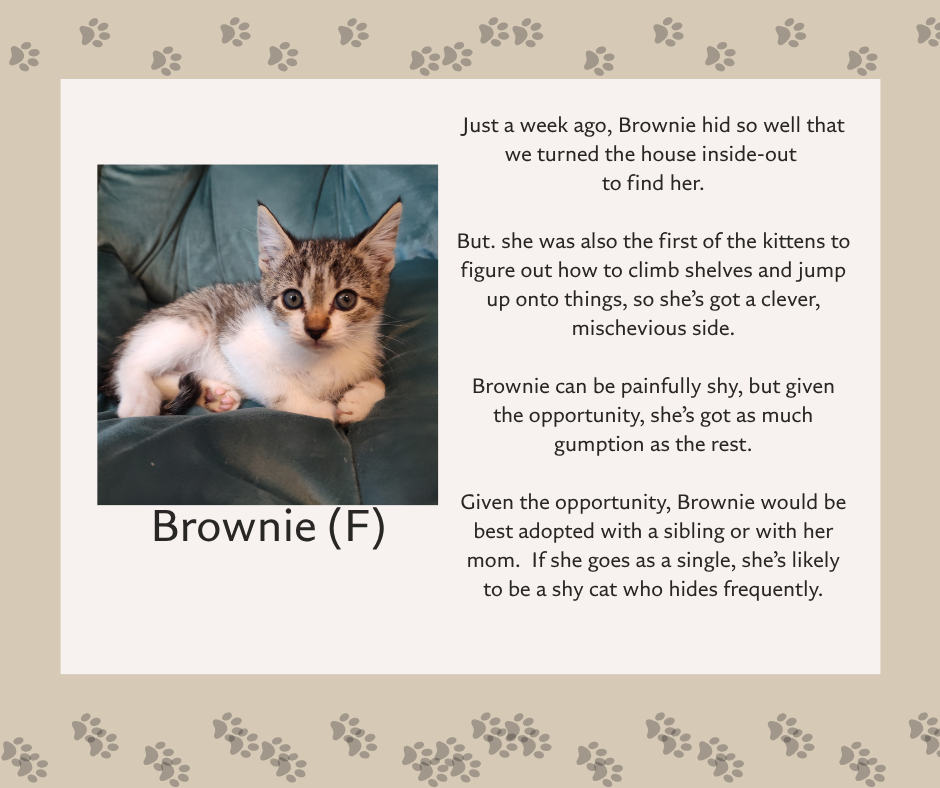 Help Pearl & Her Kittens Find Safe Homes campaign photo, 5 of 8