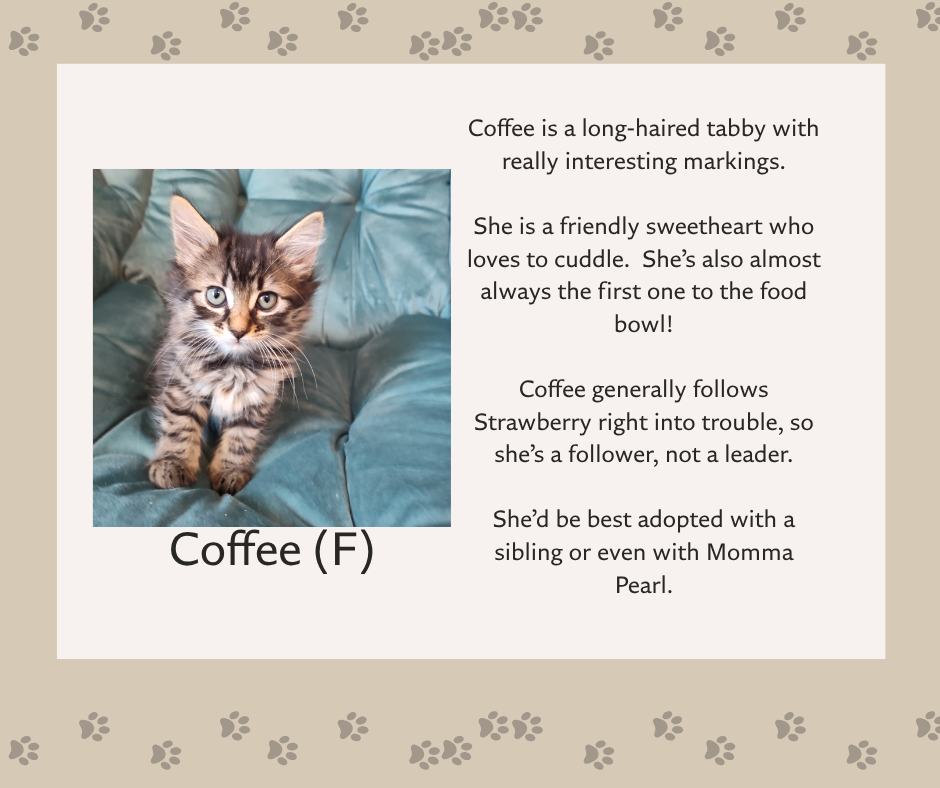 Help Pearl & Her Kittens Find Safe Homes campaign photo, 6 of 8