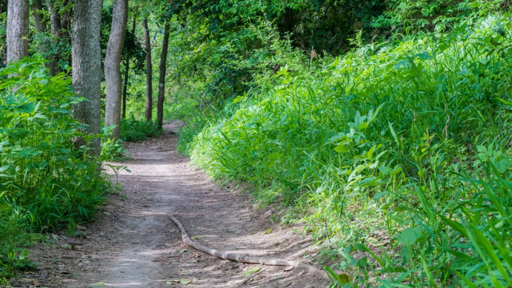 Donate to support the Violet Crown Trail! campaign photo, 5 of 5