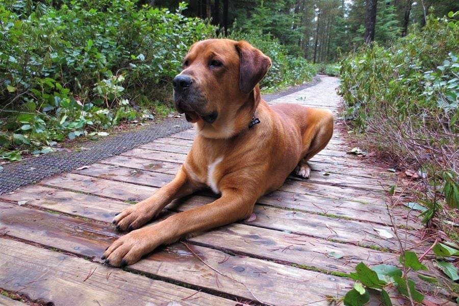 Help Shena & her fur family with Rental costs . campaign photo, 4 of 8