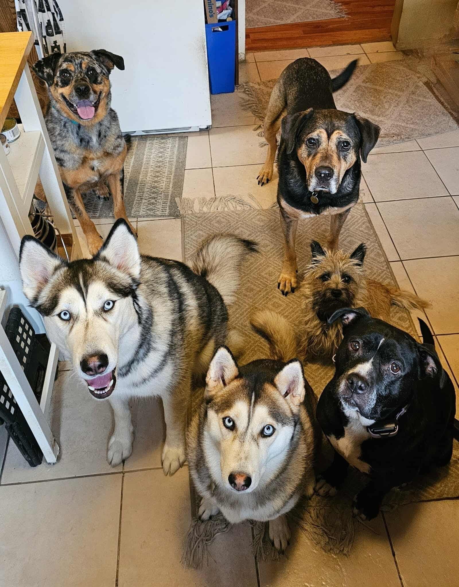 Help Shena & her fur family with Rental costs . campaign photo, 5 of 8
